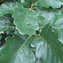 Quercus petraea feuille